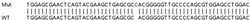 Abcam Human OAS1 knockout A549 cell lysate.