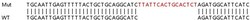 Abcam&nbsp;Human NUDT2 knockout HeLa cell lysate.