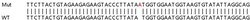 Abcam&nbsp;Human NT5C3A (PN-I) knockout A549 cell lysate.