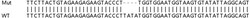 Abcam Human NT5C3A (PN-I) knockout A549 cell lysate.