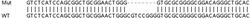 Abcam&nbsp;Human NDUFA7 knockout HEK-293T cell lysate.