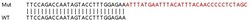 Abcam&nbsp;Human NCOA7 knockout A549 cell lysate.