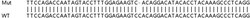 Abcam&nbsp;Human NCOA7 knockout A549 cell lysate.