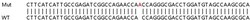 Abcam&nbsp;Human NANS knockout HEK-293T cell lysate.
