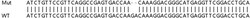 Abcam&nbsp;Human NABP2 (hSSB1) knockout HEK-293T cell lysate.