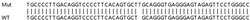 Abcam Human MTMR4 knockout HEK-293T cell lysate.