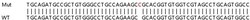Abcam&nbsp;Human MLST8 (G protein beta subunit like/GBL) knockout HCT116 cell lysate.