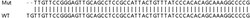 Abcam&nbsp;Human MKRN1 knockout HEK-293T cell lysate.