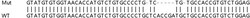 Abcam&nbsp;Human LYPLA2 (APT-2) knockout HEK-293T cell lysate.