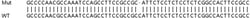 Abcam&nbsp;Human LMAN2 (VIP36) knockout HEK-293T cell lysate.