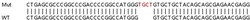 Abcam Human LAMTOR1 knockout HeLa cell lysate.