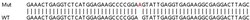 Abcam&nbsp;Human L3MBTL2 knockout HeLa cell lysate.