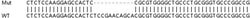 Abcam&nbsp;Human IRF7 knockout A549 cell lysate.