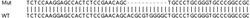 Abcam&nbsp;Human IRF7 knockout A549 cell lysate.