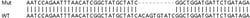 Abcam&nbsp;Human IFIT5 knockout A549 cell lysate.