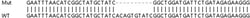 Abcam&nbsp;Human IFIT5 knockout A549 cell lysate.
