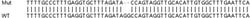 Abcam&nbsp;Human IFIT2 knockout A549 cell lysate.