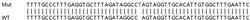 Abcam&nbsp;Human IFIT2 knockout A549 cell lysate.