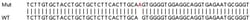Abcam&nbsp;Human IFI6 knockout A549 cell lysate.