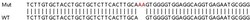 Abcam&nbsp;Human IFI6 knockout A549 cell lysate.