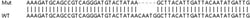 Abcam&nbsp;Human IFI44L knockout A549 cell lysate.