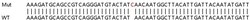 Abcam&nbsp;Human IFI44L knockout A549 cell lysate.