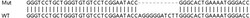 Abcam&nbsp;Human IFI35 knockout A549 cell lysate.