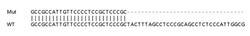 Abcam&nbsp;Human HNRNPDL knockout HeLa cell lysate.