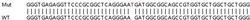 Abcam&nbsp;Human HINT2 knockout HEK-293T cell lysate.