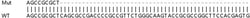 Abcam&nbsp;Human HES4 knockout A549 cell lysate.