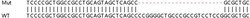 Abcam&nbsp;Human HERC6 knockout A549 cell lysate.