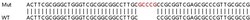 Abcam&nbsp;Human HERC5 knockout A549 cell lysate.
