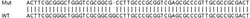 Abcam&nbsp;Human HERC5 knockout A549 cell lysate.