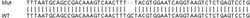 Abcam&nbsp;Human GTF2F1 knockout HEK-293T cell lysate.