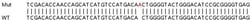 Abcam&nbsp;Human GSTM4 knockout HeLa cell lysate.
