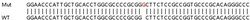 Abcam&nbsp;Human GCH1 knockout A549 cell lysate.