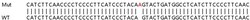 Abcam&nbsp;Human FLAD1 knockout HEK-293T cell lysate.