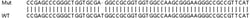 Abcam&nbsp;Human EMC6 (Transmembrane protein 93) knockout HeLa cell lysate.