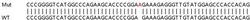 Abcam&nbsp;Human DNAJC14 knockout HeLa cell lysate.
