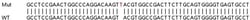 Abcam&nbsp;Human DMPK (Dystrophia myotonica protein kinase) knockout HCT116 cell lysate.