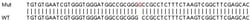 Abcam&nbsp;Human DGUOK (dGK) knockout HEK-293T cell lysate.