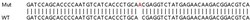 Abcam&nbsp;Human DAPK1 (DAP Kinase 1) knockout HEK-293T cell lysate.