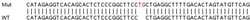Abcam&nbsp;Human CRIM1 knockout HEK-293T cell lysate.