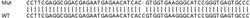 Abcam&nbsp;Human CHCHD3 (MIC19) knockout HEK-293T cell lysate.