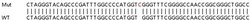 Abcam&nbsp;Human CASC4 knockout HeLa cell lysate.