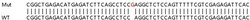 Abcam&nbsp;Human ASAP1 (DDEF1) knockout HeLa cell lysate.