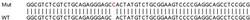 Abcam&nbsp;Human ARPP19 knockout HEK-293T cell lysate.
