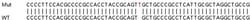 Abcam&nbsp;Human ACOT9 (Acyl-CoA Thioesterase 9) knockout HeLa cell lysate.