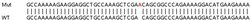 Abcam Human ABCF2 knockout HEK-293T cell lysate.