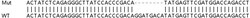 Abcam&nbsp;Human ZCCHC17 (pNO40) knockout HeLa cell lysate.